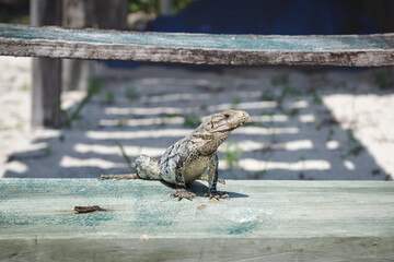 Detail of black spiny-tailed iguana, black iguana on wooden stairs along the beach in Caye Caulker, Belize