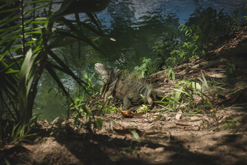 Large Green Iguana, latin name 'Iguana Iguana' along river side, Belize