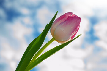 Naklejka premium landscape. Natural view of tulip flowers bloom in garden with green grass. 8 march