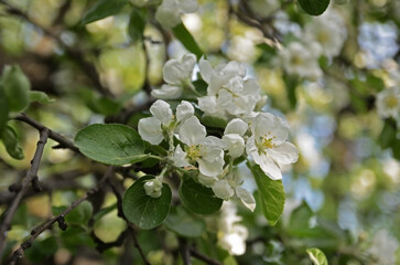 Apple tree flowers