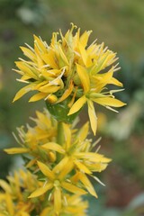 Yellow Alpine Flowers
