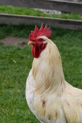 Profile of a Rooster