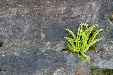 Plant Growing in Stone