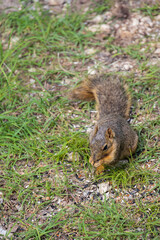 Squirrel in the grass eating 