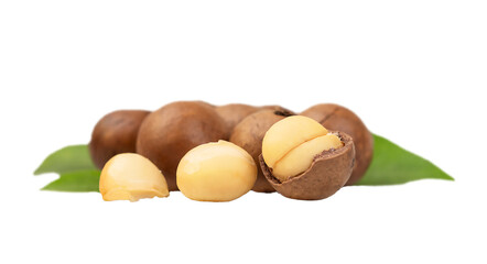 Several macadamia nuts with leaves isolated