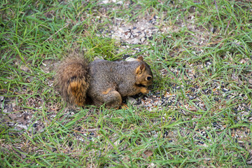 Squirrel in the grass eating 