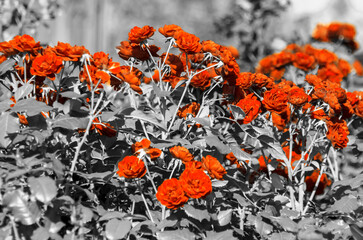 Orange roses