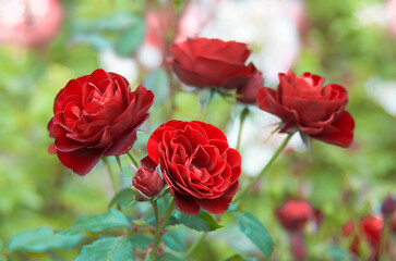 Red roses
