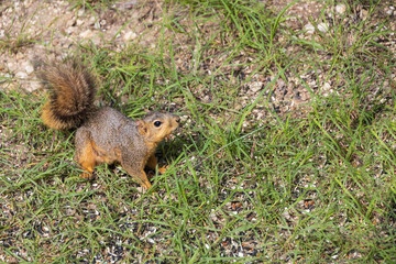 Squirrel sitting in the grass