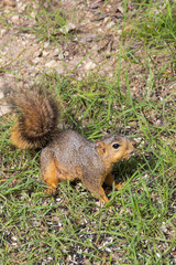 Squirrel sitting in the grass