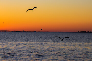 seagulls at sunrise 