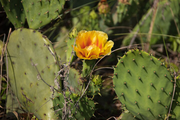 Prickly Pear cactus with yellow flower, close-up
