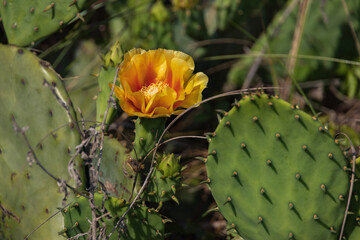 Prickly Pear cactus with yellow flower, close-up
