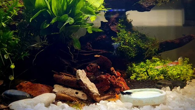 Aquarium aquatic plants and shrimp in water tank enclosure.