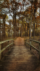 Fototapeta premium wooden bridge in the woods