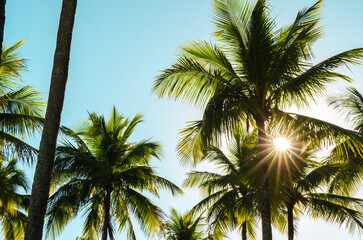 Fototapeta na wymiar Sun Shining Through Palm Tree Against Blue Sky