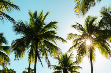 Fototapeta na wymiar Sun Shining Through Palm Tree Against Blue Sky