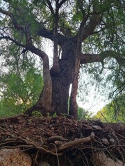 tree roots in the forest
C&oacute;rdoba,  Argentina 