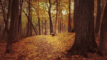 Fototapeta premium Bench in the Autumn woods