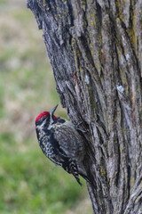 Woodpecker on a tree trunk