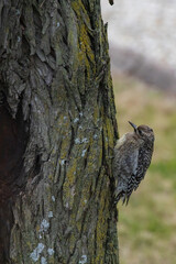 Northern Flicker woodpecker on a tree
