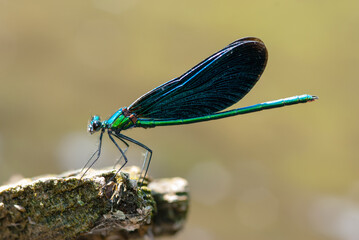 dragonfly blue wings
