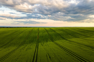 Aerial landscape view of green cultivated agricultural fields with growing crops on bright summer day