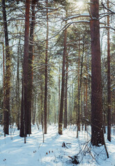 Classic Russian winter landscape. winter forest in sun lights. Selective focus.