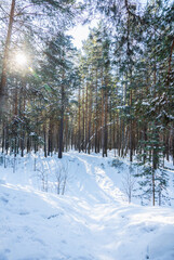 Classic Russian winter landscape. winter forest in sun lights. Selective focus.