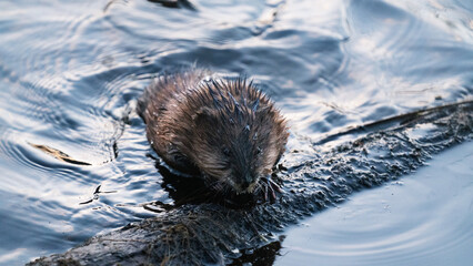 beaver in water