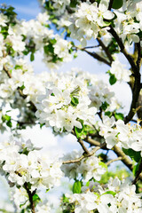 plentifully blooming pear tree against the blue sky.