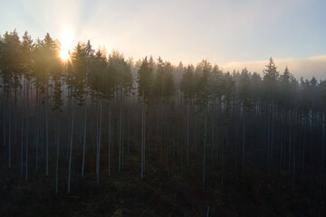 Aerial view of amazing scenery with light beams shining through foggy dark forest with pine trees at autumn sunrise. Beautiful wild woodland at dawn
