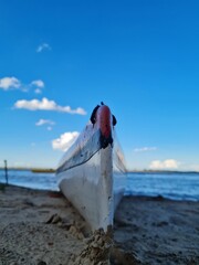 boat on the beach