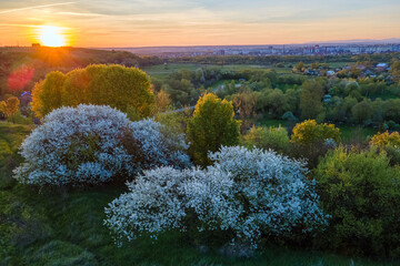 Aerial view of blooming garden with white blossoming trees in early spring at sunset