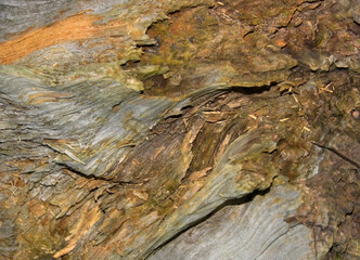 Beautiful wooden background of damaged old tree bark. Close-up macro of the bark of a broken tree in abstraction.