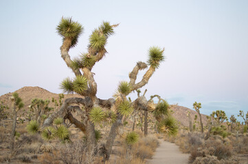 Fototapeta premium Yucca Palm Plant At Joshua Tree National Park In California Desert