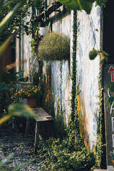 leaf plant living on old concrete wall, green tone with nature texture background, home garden and natural eco concept