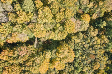 Aerial view of lush forest with green and yellow trees canopies in autumn woods on sunny day