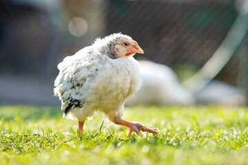 Hen feed on traditional rural barnyard. Close up of chicken standing on barn yard with green grass. Free range poultry farming concept