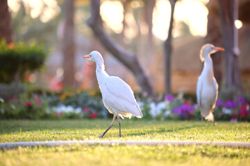 White cattle egret wild bird, also known as Bubulcus ibis walking on green lawn in summer
