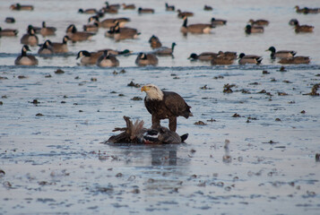 Bald eagle hunting goose