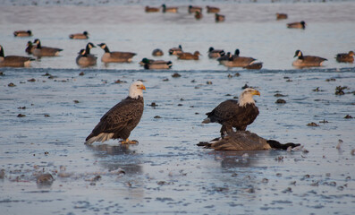 Bald eagles hunting geese