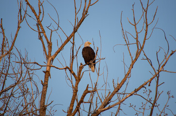 Perched bald eagle