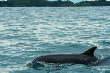 Obraz premium Dolphin coming up for air in the along the Pacific coast of Panama