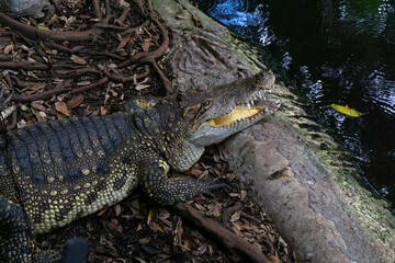Crocodile in the zoo