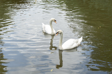 Two swan in the zoo
