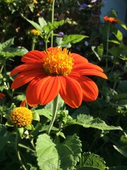 Tithonia rotundiflora, shocking color flower.