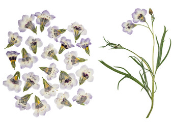 Pressed and dried flower gilia isolated on white background. For use in scrapbooking, floristry or herbarium.