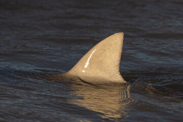 A shark's fin at sunset taken from Eco Beach near Broome