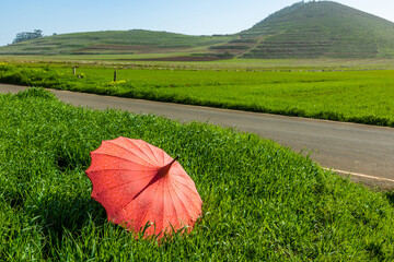 A beautiful bright red umbrella in the green grass field on a sunny day in summer